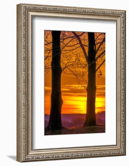 USA, Pennsylvania, King of Prussia. Tree Silhouette at Sunrise-Jay O'brien-Framed Photographic Print