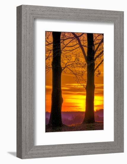 USA, Pennsylvania, King of Prussia. Tree Silhouette at Sunrise-Jay O'brien-Framed Photographic Print