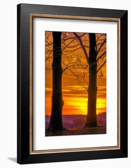 USA, Pennsylvania, King of Prussia. Tree Silhouette at Sunrise-Jay O'brien-Framed Photographic Print