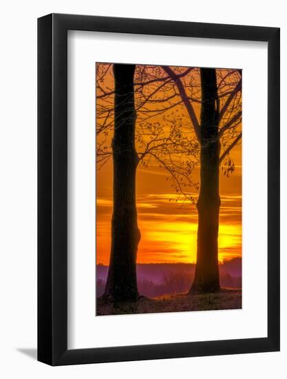 USA, Pennsylvania, King of Prussia. Tree Silhouette at Sunrise-Jay O'brien-Framed Photographic Print