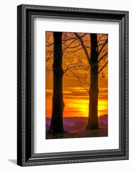 USA, Pennsylvania, King of Prussia. Tree Silhouette at Sunrise-Jay O'brien-Framed Photographic Print