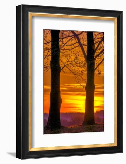 USA, Pennsylvania, King of Prussia. Tree Silhouette at Sunrise-Jay O'brien-Framed Photographic Print