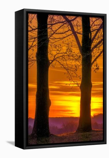 USA, Pennsylvania, King of Prussia. Tree Silhouette at Sunrise-Jay O'brien-Framed Premier Image Canvas