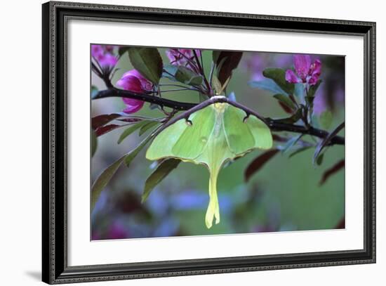 USA, Pennsylvania. Luna Moth on Cherry Tree in Spring-Jaynes Gallery-Framed Photographic Print