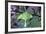 USA, Pennsylvania. Luna Moth on Cherry Tree in Spring-Jaynes Gallery-Framed Photographic Print