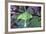 USA, Pennsylvania. Luna Moth on Cherry Tree in Spring-Jaynes Gallery-Framed Photographic Print