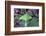 USA, Pennsylvania. Luna Moth on Cherry Tree in Spring-Jaynes Gallery-Framed Photographic Print