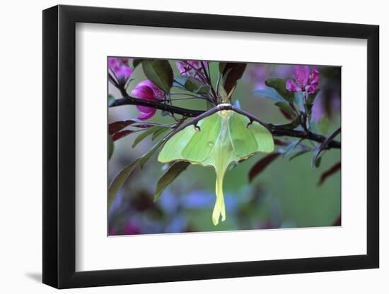 USA, Pennsylvania. Luna Moth on Cherry Tree in Spring-Jaynes Gallery-Framed Photographic Print