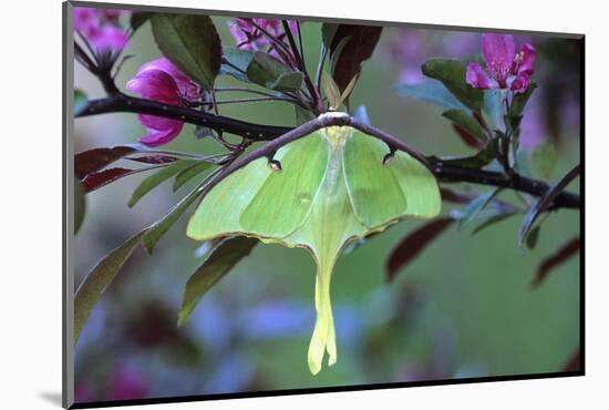 USA, Pennsylvania. Luna Moth on Cherry Tree in Spring-Jaynes Gallery-Mounted Photographic Print