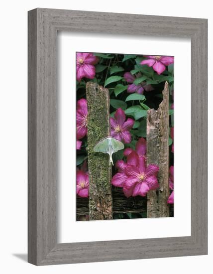 USA, Pennsylvania. Luna Moth on Fence with Pink Clematis-Jaynes Gallery-Framed Photographic Print