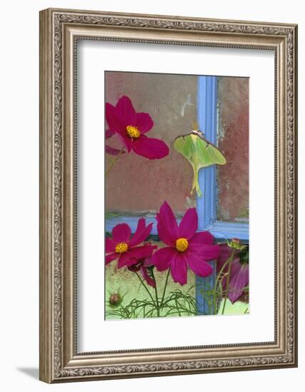 USA, Pennsylvania. Luna Moth on Old Window with Cosmos Flowers-Jaynes Gallery-Framed Photographic Print