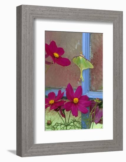 USA, Pennsylvania. Luna Moth on Old Window with Cosmos Flowers-Jaynes Gallery-Framed Photographic Print