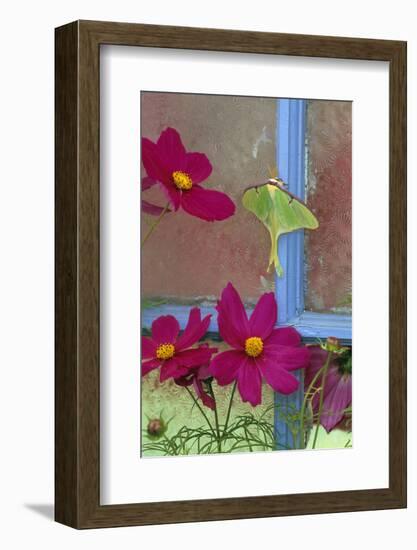 USA, Pennsylvania. Luna Moth on Old Window with Cosmos Flowers-Jaynes Gallery-Framed Photographic Print