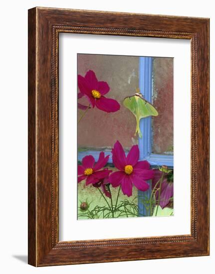 USA, Pennsylvania. Luna Moth on Old Window with Cosmos Flowers-Jaynes Gallery-Framed Photographic Print