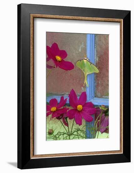 USA, Pennsylvania. Luna Moth on Old Window with Cosmos Flowers-Jaynes Gallery-Framed Photographic Print