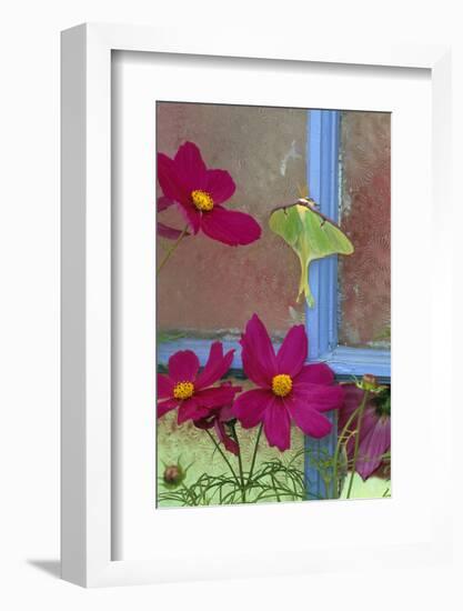 USA, Pennsylvania. Luna Moth on Old Window with Cosmos Flowers-Jaynes Gallery-Framed Photographic Print