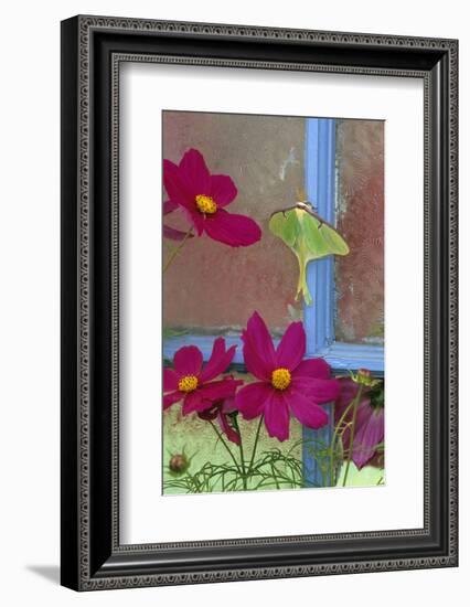 USA, Pennsylvania. Luna Moth on Old Window with Cosmos Flowers-Jaynes Gallery-Framed Photographic Print