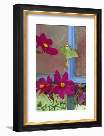 USA, Pennsylvania. Luna Moth on Old Window with Cosmos Flowers-Jaynes Gallery-Framed Photographic Print