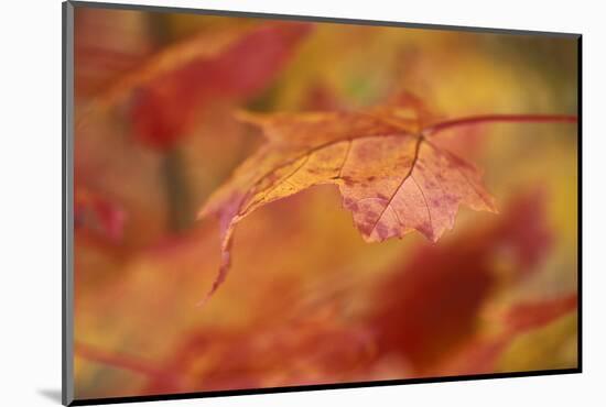 USA, Pennsylvania. Maple Leaf in Autumn Color-Jaynes Gallery-Mounted Photographic Print