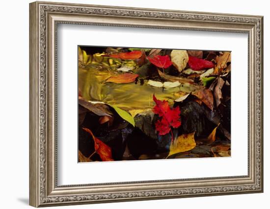 USA, Pennsylvania, Pocono Mountains. Autumns Leaves in Stream-Jaynes Gallery-Framed Photographic Print