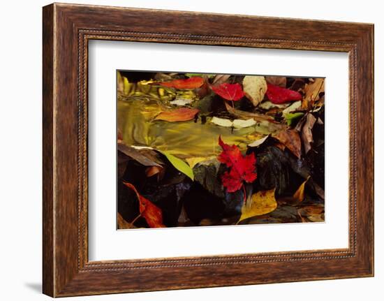 USA, Pennsylvania, Pocono Mountains. Autumns Leaves in Stream-Jaynes Gallery-Framed Photographic Print