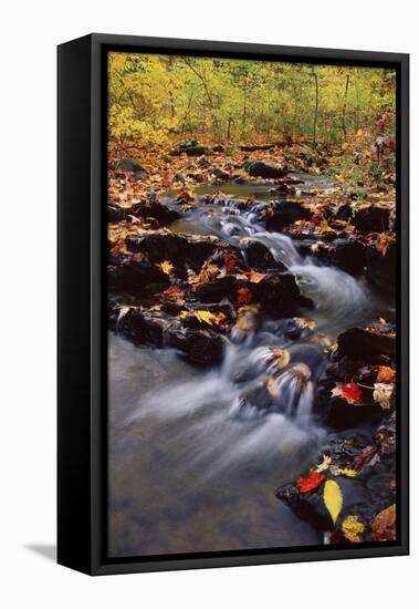 USA, Pennsylvania, Pocono Mountains. Cascade in Autumn Scenic-Jaynes Gallery-Framed Premier Image Canvas