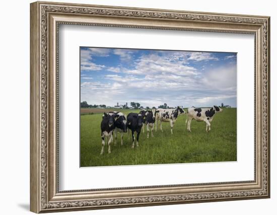 USA, Pennsylvania, Ronks. cows-Walter Bibikow-Framed Photographic Print