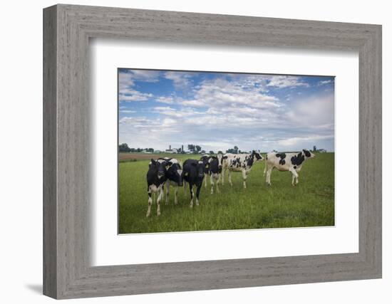 USA, Pennsylvania, Ronks. cows-Walter Bibikow-Framed Photographic Print