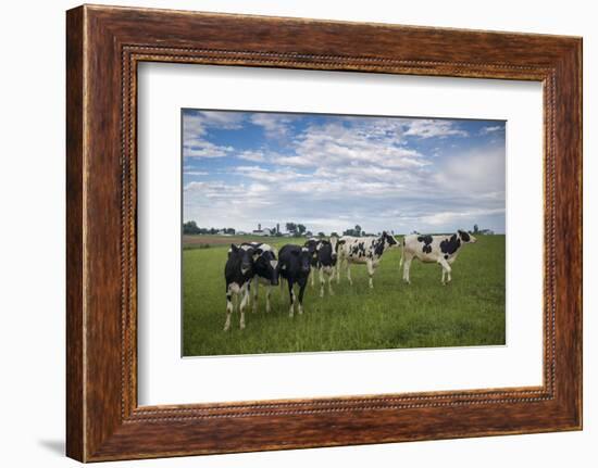 USA, Pennsylvania, Ronks. cows-Walter Bibikow-Framed Photographic Print