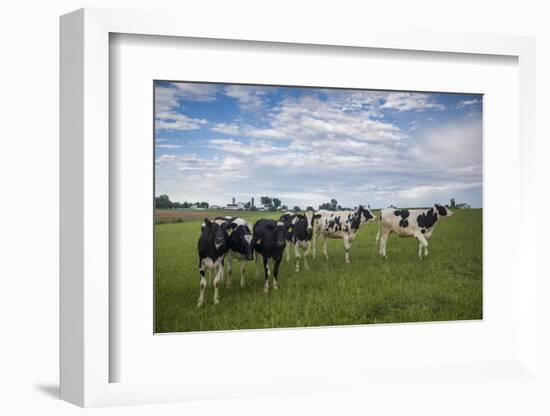 USA, Pennsylvania, Ronks. cows-Walter Bibikow-Framed Photographic Print