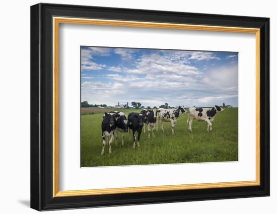 USA, Pennsylvania, Ronks. cows-Walter Bibikow-Framed Photographic Print