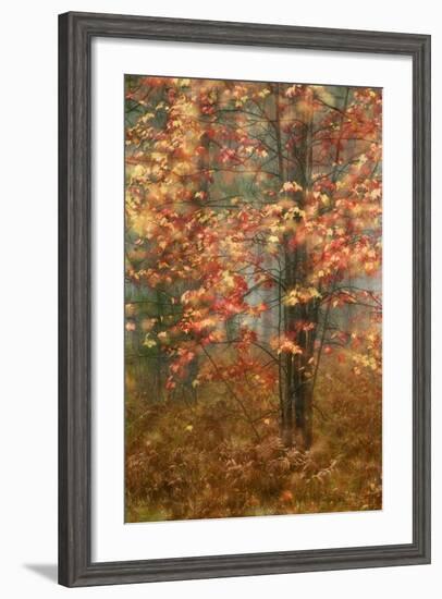 USA, Pennsylvania. Sunlight on Autumn Leaves-Jaynes Gallery-Framed Photographic Print