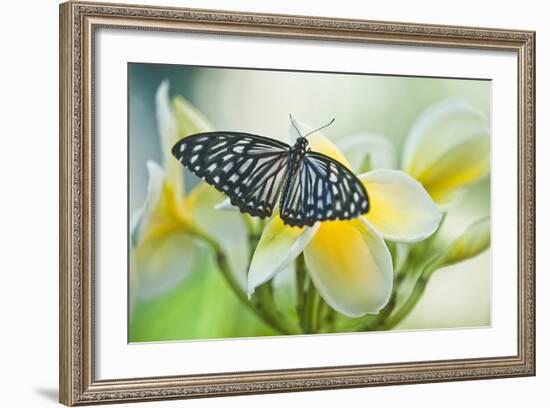 USA, Pennsylvania. Swallowtail Butterfly on Flower-Jaynes Gallery-Framed Photographic Print