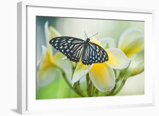 USA, Pennsylvania. Swallowtail Butterfly on Flower-Jaynes Gallery-Framed Photographic Print