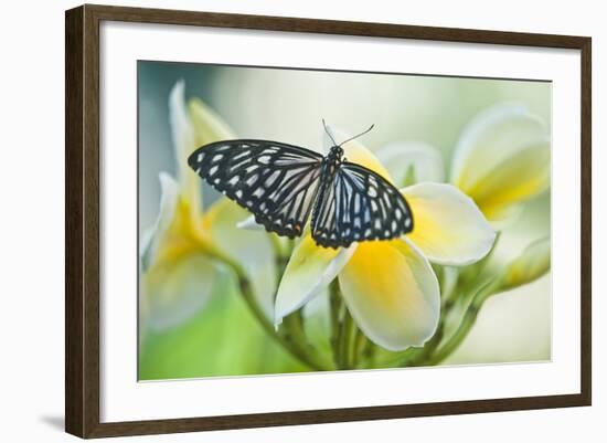 USA, Pennsylvania. Swallowtail Butterfly on Flower-Jaynes Gallery-Framed Photographic Print