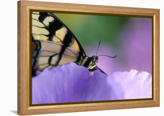 USA, Pennsylvania. Tiger Swallowtail Butterfly on Petunia Flower-Jaynes Gallery-Framed Premier Image Canvas