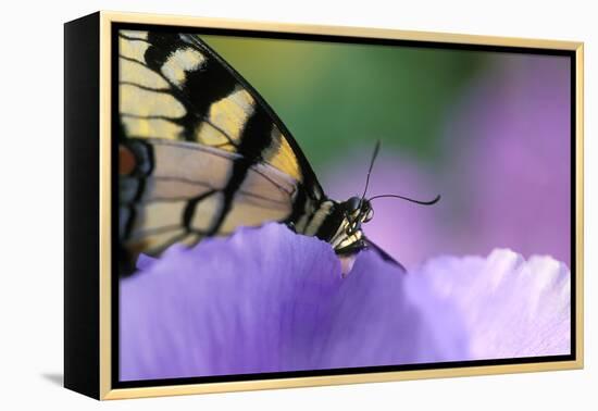 USA, Pennsylvania. Tiger Swallowtail Butterfly on Petunia Flower-Jaynes Gallery-Framed Premier Image Canvas