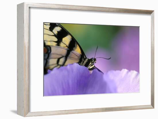 USA, Pennsylvania. Tiger Swallowtail Butterfly on Petunia Flower-Jaynes Gallery-Framed Photographic Print