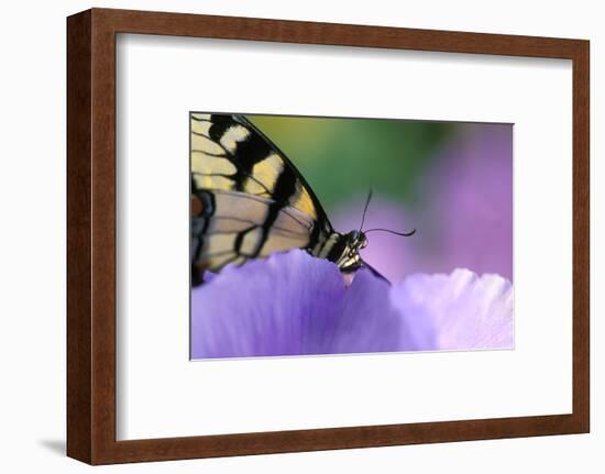 USA, Pennsylvania. Tiger Swallowtail Butterfly on Petunia Flower-Jaynes Gallery-Framed Photographic Print