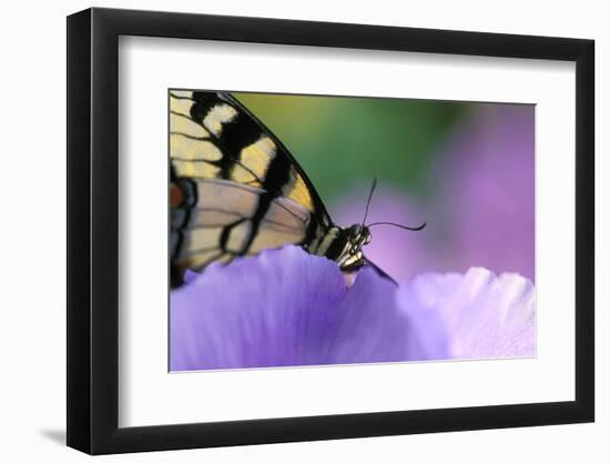 USA, Pennsylvania. Tiger Swallowtail Butterfly on Petunia Flower-Jaynes Gallery-Framed Photographic Print