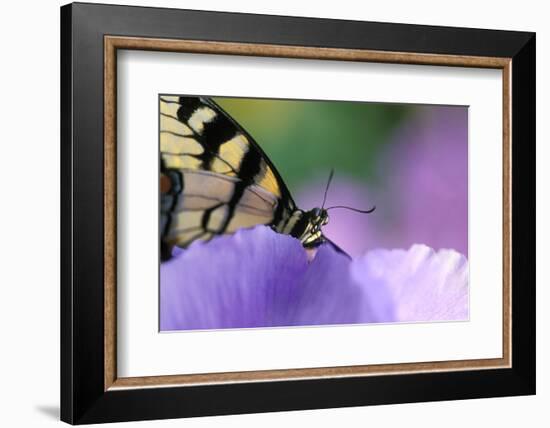 USA, Pennsylvania. Tiger Swallowtail Butterfly on Petunia Flower-Jaynes Gallery-Framed Photographic Print