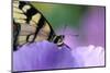 USA, Pennsylvania. Tiger Swallowtail Butterfly on Petunia Flower-Jaynes Gallery-Mounted Photographic Print