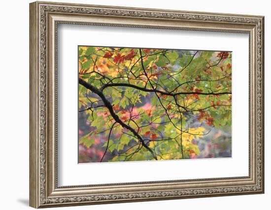 USA, Pennsylvania. Tree Branch in Autumn Light-Jaynes Gallery-Framed Photographic Print