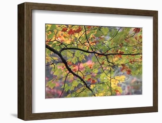 USA, Pennsylvania. Tree Branch in Autumn Light-Jaynes Gallery-Framed Photographic Print
