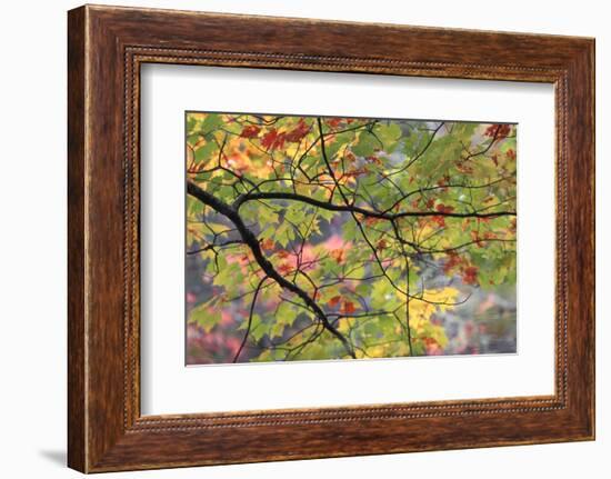 USA, Pennsylvania. Tree Branch in Autumn Light-Jaynes Gallery-Framed Photographic Print