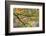 USA, Pennsylvania. Tree Branch in Autumn Light-Jaynes Gallery-Framed Photographic Print