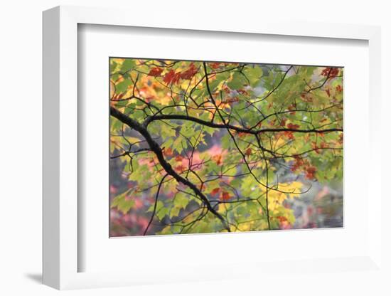 USA, Pennsylvania. Tree Branch in Autumn Light-Jaynes Gallery-Framed Photographic Print