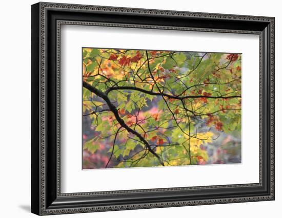 USA, Pennsylvania. Tree Branch in Autumn Light-Jaynes Gallery-Framed Photographic Print