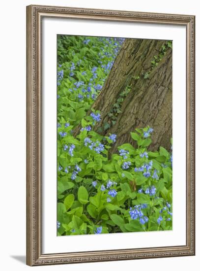 USA, Pennsylvania, Wayne, Chanticleer Garden. Spring Scenic-Jay O'brien-Framed Photographic Print