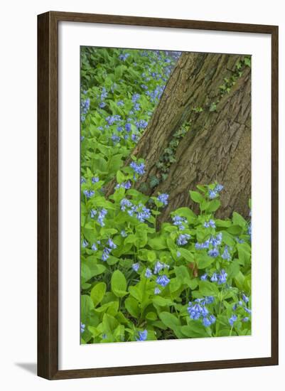 USA, Pennsylvania, Wayne, Chanticleer Garden. Spring Scenic-Jay O'brien-Framed Photographic Print